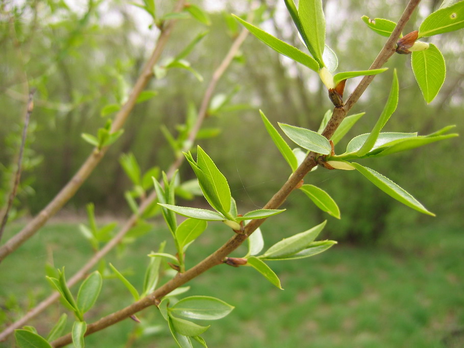 photo "***" tags: landscape, macro and close-up, spring