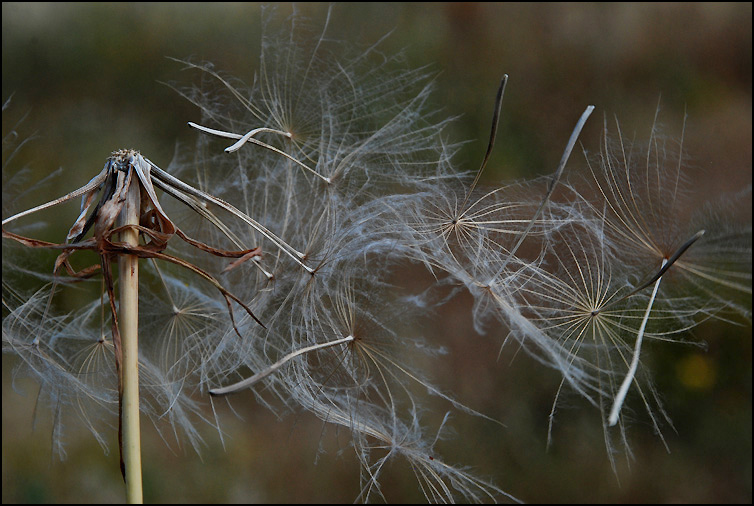 photo "Their  last dance." tags: nature, flowers