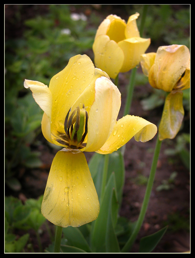 photo "A small fall in early summer" tags: nature, macro and close-up, flowers