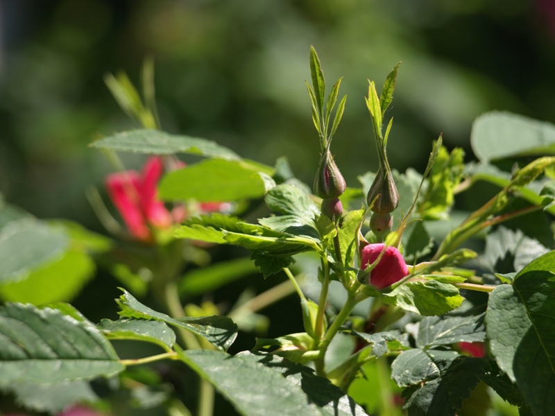 photo "***" tags: nature, flowers