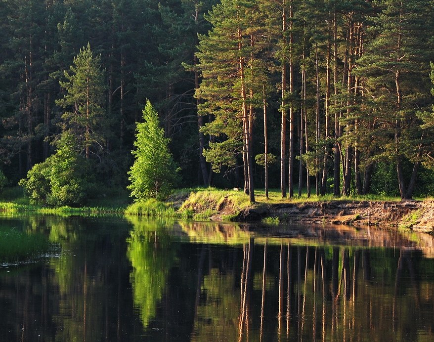 фото "Бережок" метки: пейзаж, лес, лето