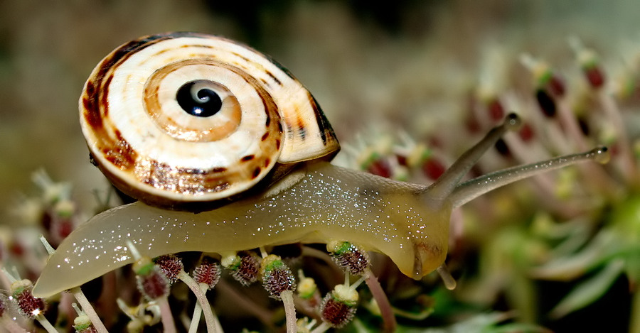 photo "The Curious Snail..." tags: nature, pets/farm animals