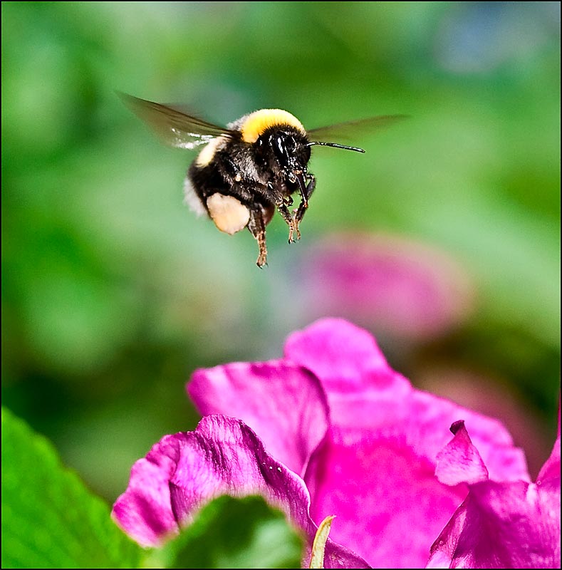 photo "***" tags: nature, insect