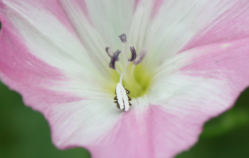 photo "***" tags: nature, macro and close-up, flowers