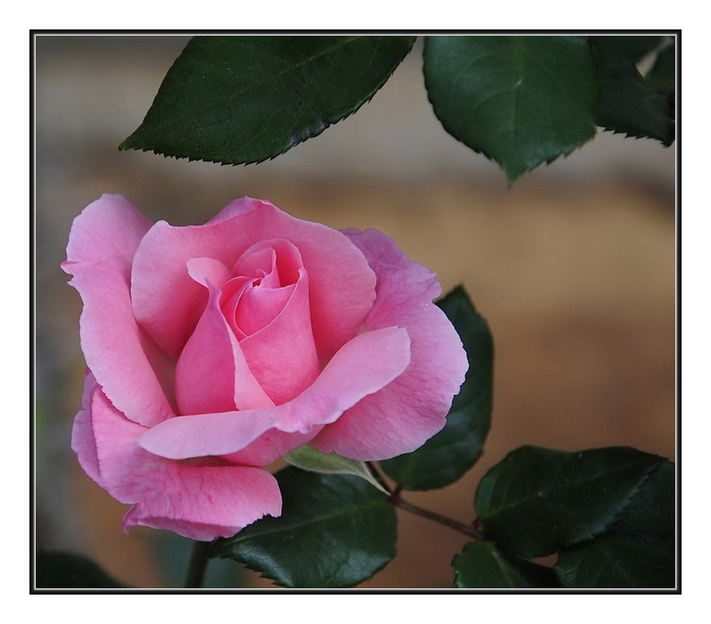 фото "Роза-4  ( розовая скромница)" метки: природа, цветы