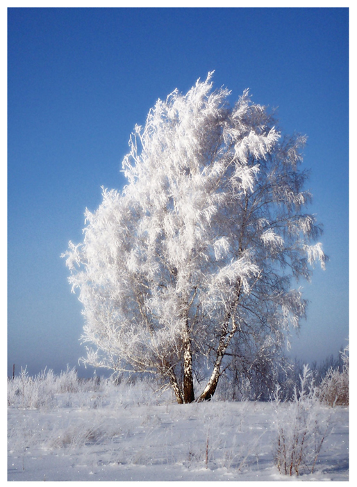 фото "Серебро." метки: пейзаж, зима, лес