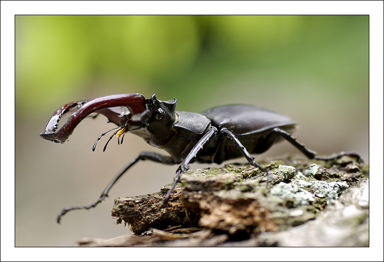 photo "***" tags: nature, insect