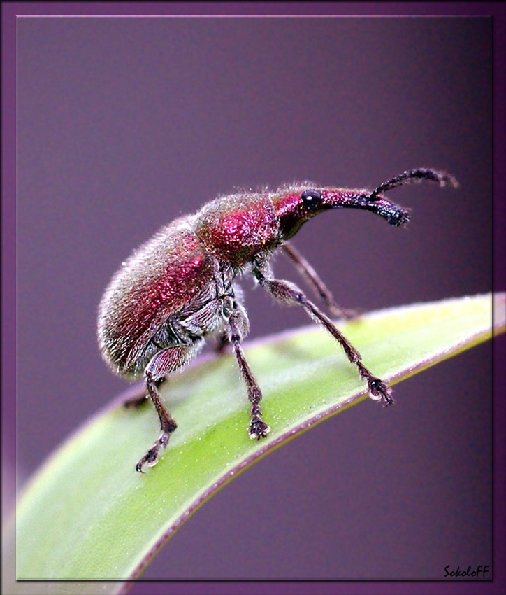 photo "макро,насекомые,долгоносик" tags: macro and close-up, nature, insect