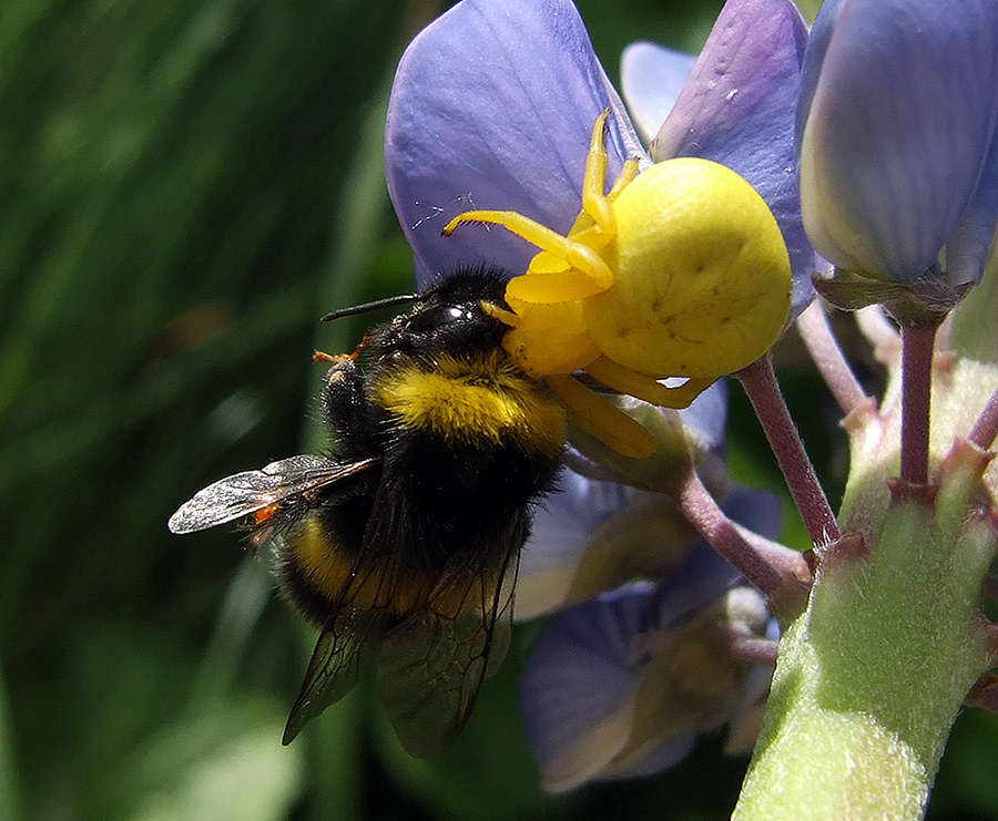 photo "Death of a bumblebee" tags: macro and close-up, nature, insect