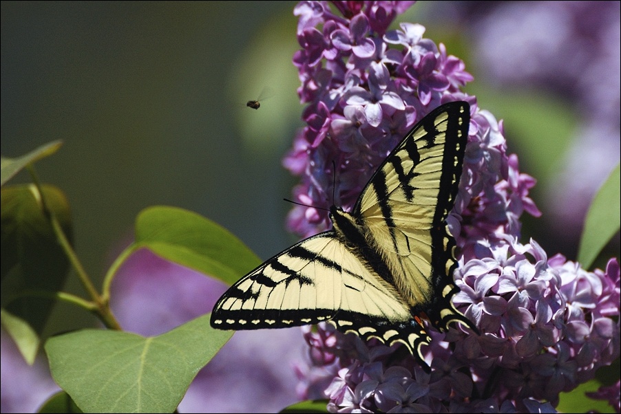 photo "Competitors :)" tags: nature, insect