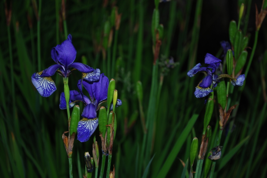 photo "Iris" tags: nature, city, flowers