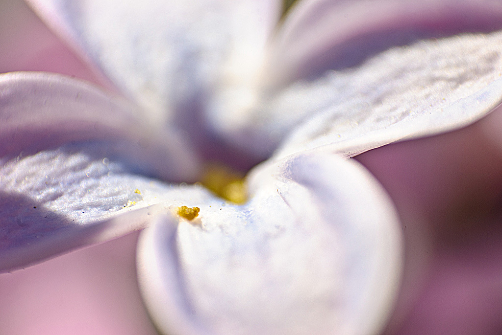 photo "Lilac" tags: macro and close-up, nature, flowers