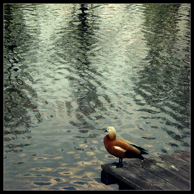 photo "***" tags: landscape, nature, water