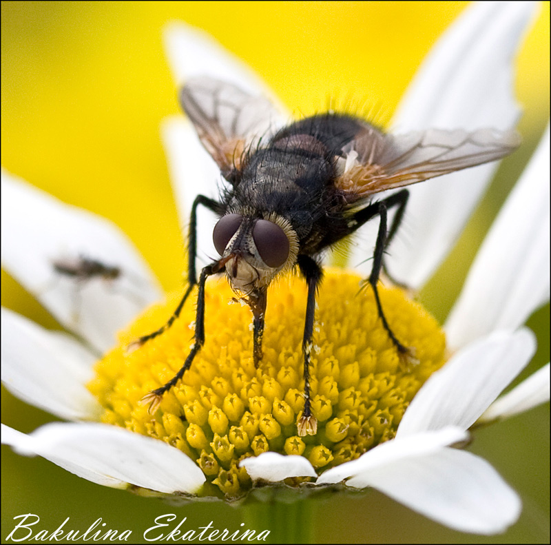 photo "***" tags: nature, insect