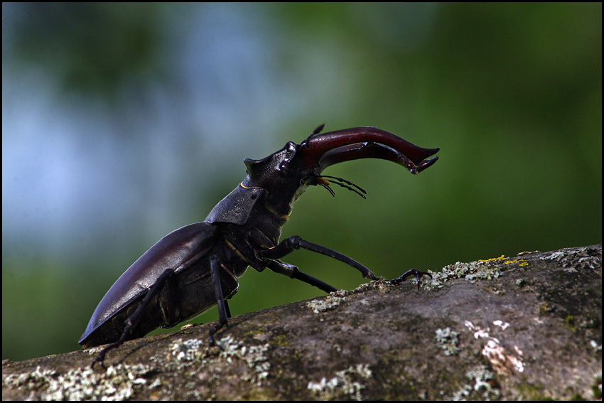 photo "Big boy" tags: nature, macro and close-up, insect