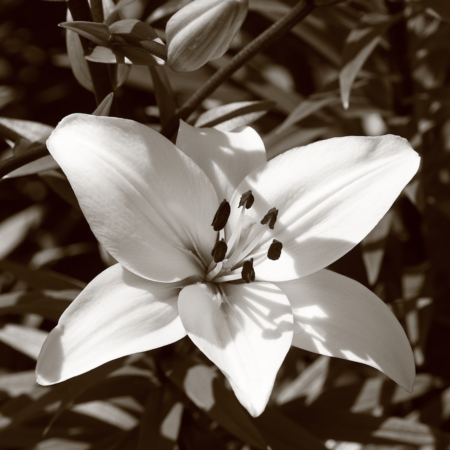 photo "white lily" tags: nature, macro and close-up, flowers
