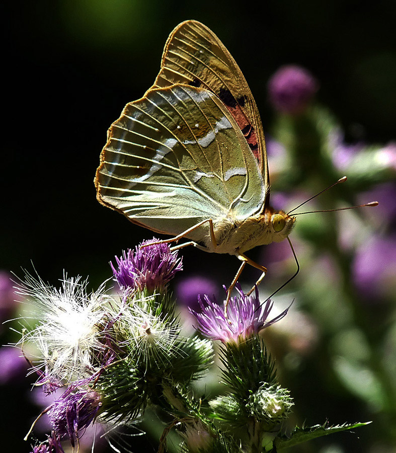 фото "Argynnis pandora" метки: природа, макро и крупный план, насекомое