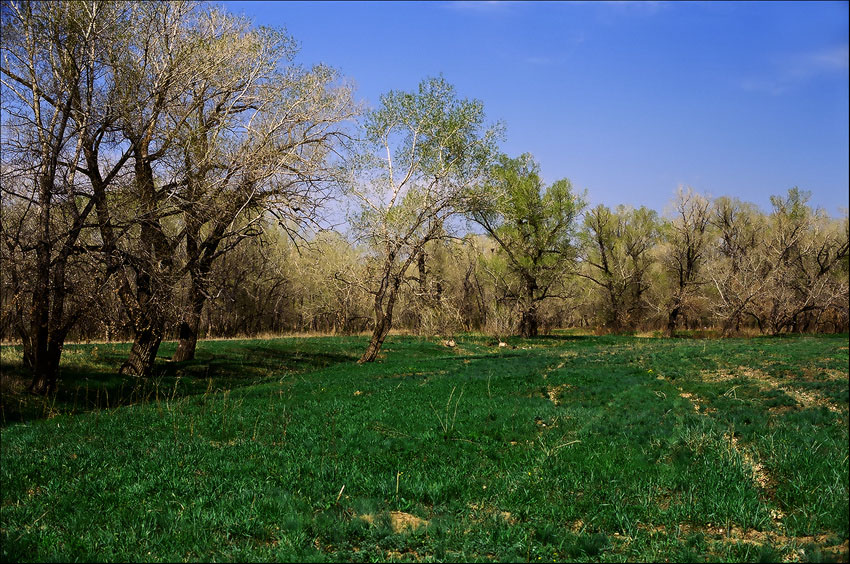 photo "Ural. Spring." tags: landscape, forest, spring