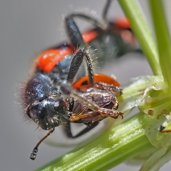 photo "Lunch" tags: nature, insect