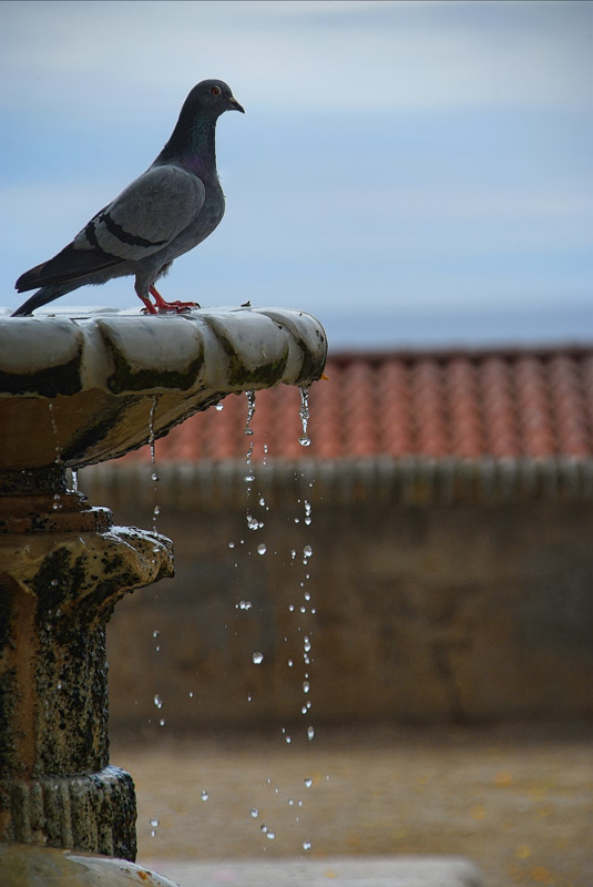 photo "la paloma" tags: nature, wild animals