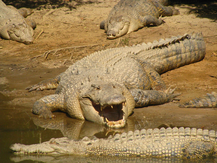 photo "crocs" tags: travel, Australia