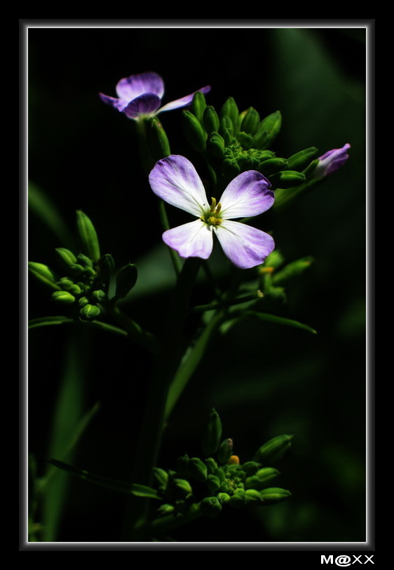 photo "***" tags: nature, macro and close-up, flowers