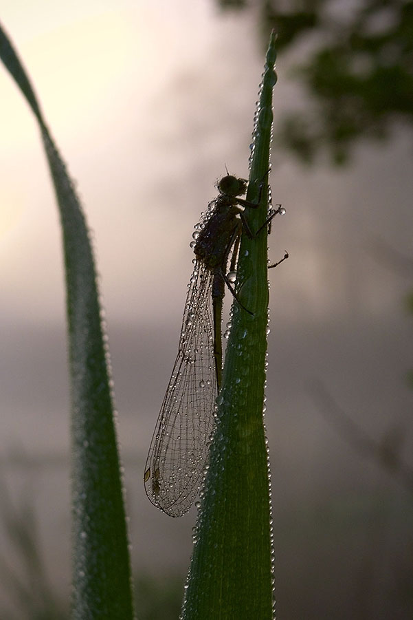 photo "***" tags: nature, insect