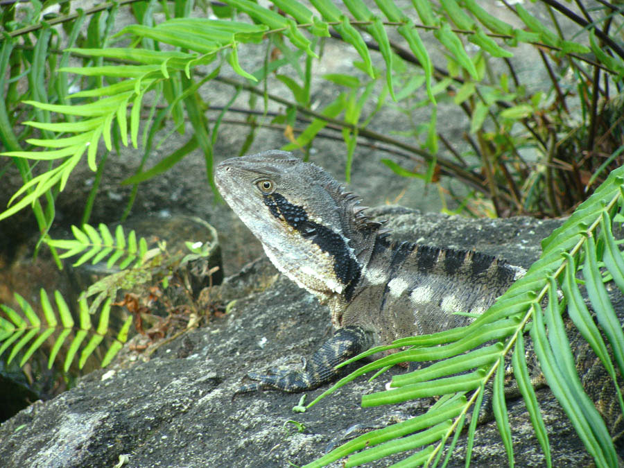 фото "a proud lizard" метки: природа, путешествия, Австралия, дикие животные