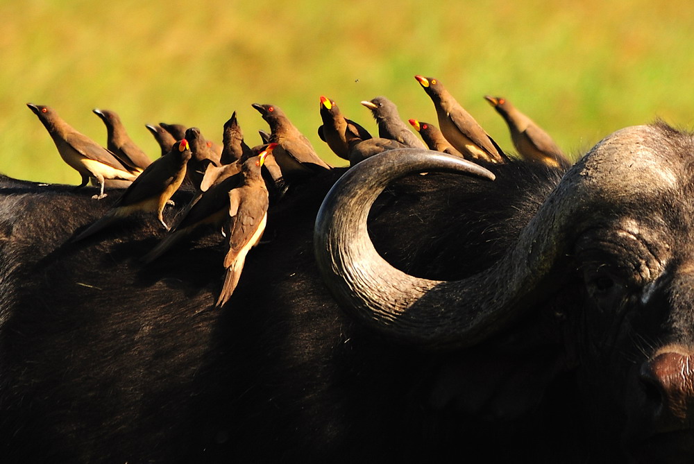 фото "Buffalo-bus" метки: природа, дикие животные