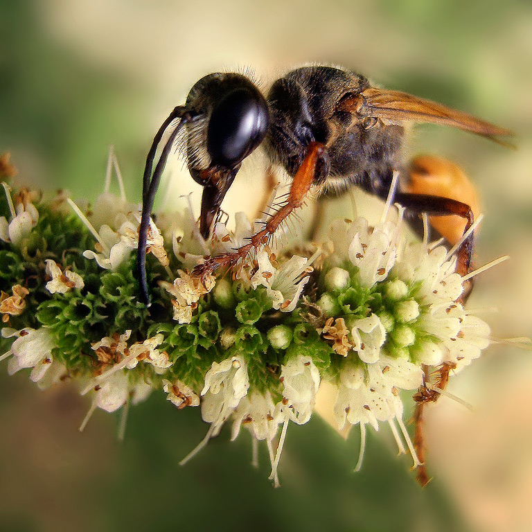 photo "micro excellence" tags: nature, macro and close-up, insect