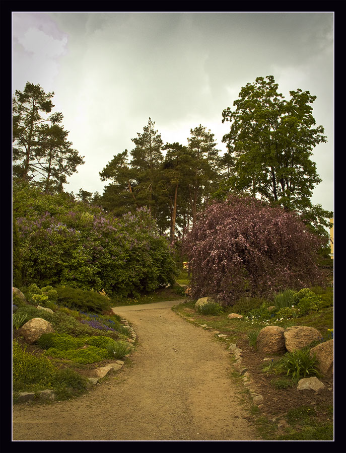 photo "Before a rain" tags: landscape, forest, spring