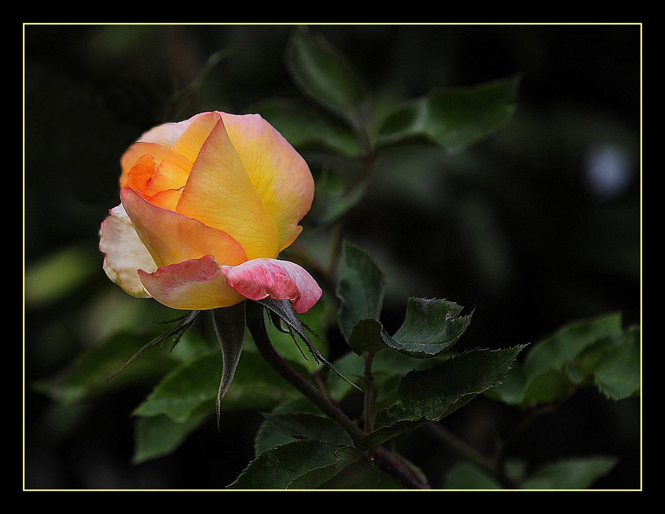 photo "***" tags: nature, flowers