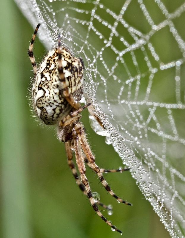 photo "***" tags: nature, insect