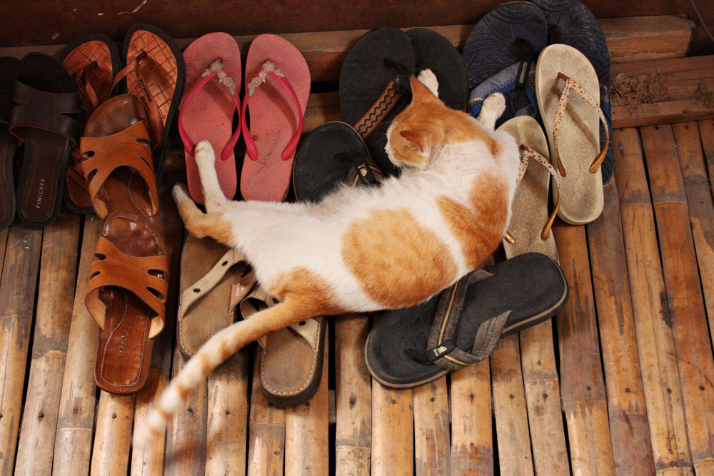 фото "One sick cat" метки: природа, домашние животные