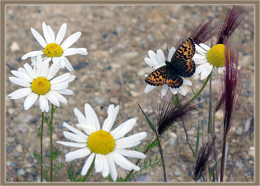 photo "***" tags: nature, flowers, insect