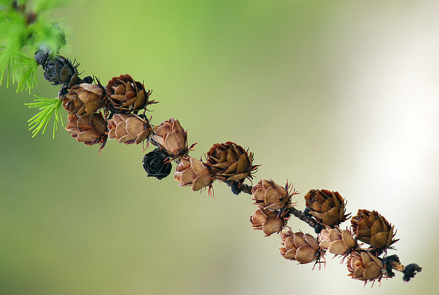 photo "***" tags: nature, flowers