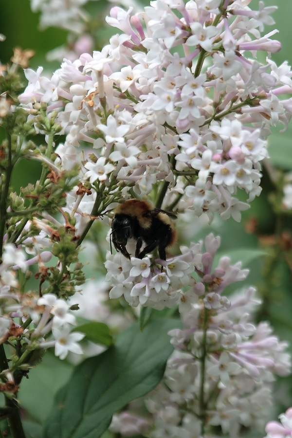 photo "***" tags: nature, flowers, insect