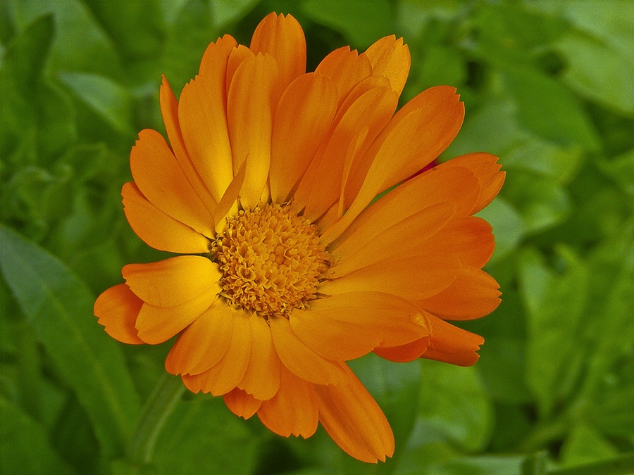 photo "Pot marigold" tags: , 