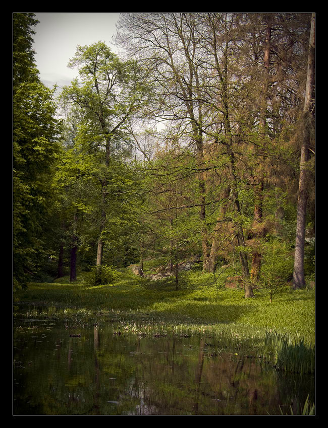 photo "The Bog" tags: landscape, forest, water