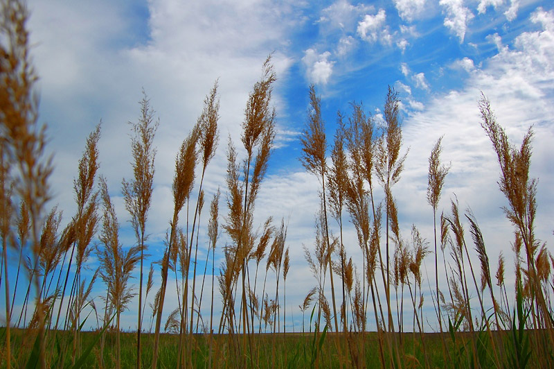 photo "***" tags: landscape, nature, clouds, flowers