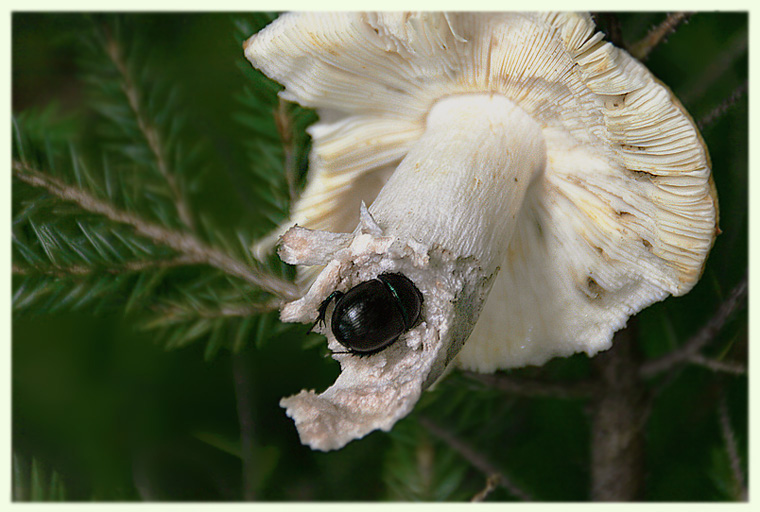 photo "The strong hangover :-)" tags: nature, macro and close-up, insect