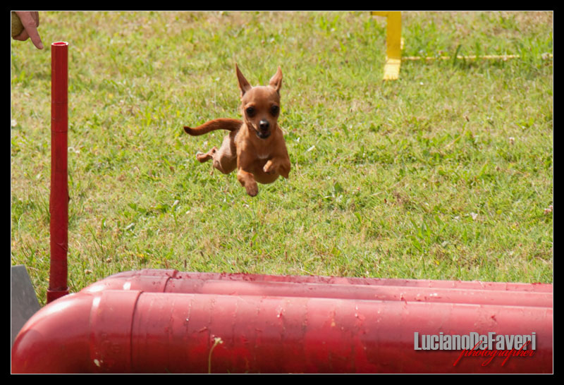 фото "Flying" метки: природа, домашние животные