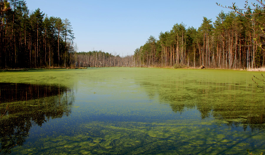 фото "Брянские болота" метки: пейзаж, вода, лес