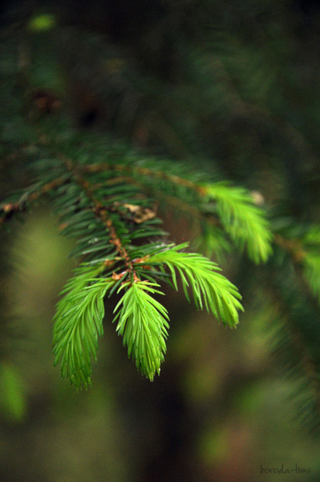 photo "***" tags: landscape, still life, 