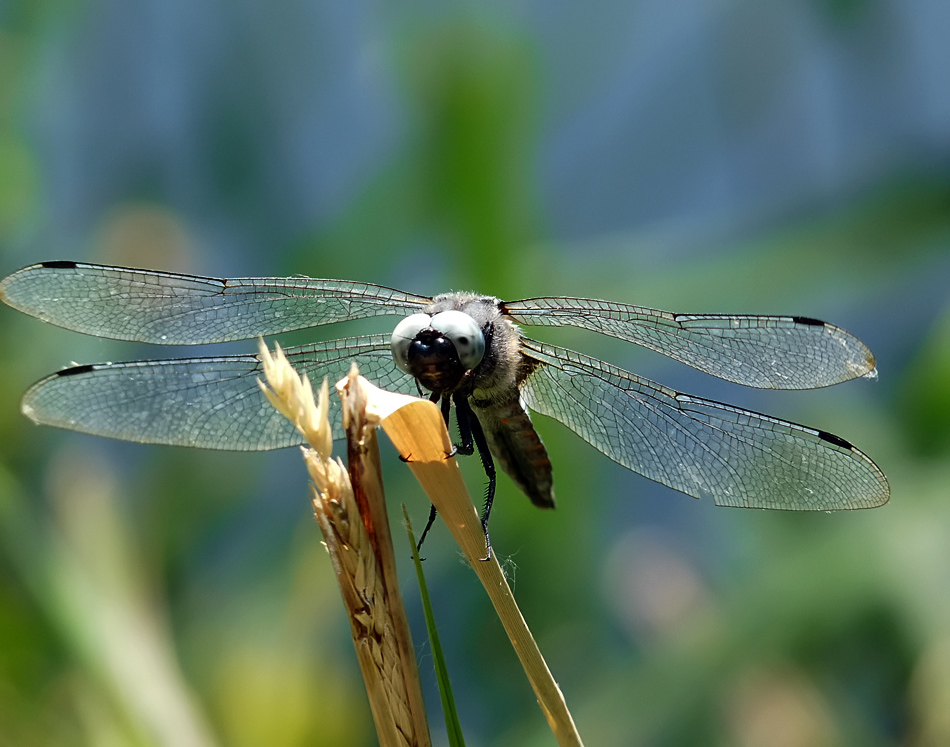 фото "Male Black-tailed Skimmer" метки: природа, насекомое