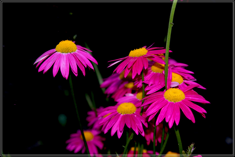 photo "***" tags: nature, flowers