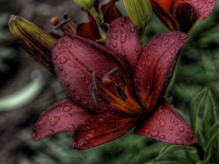 фото "dark red lily" метки: природа, макро и крупный план, цветы