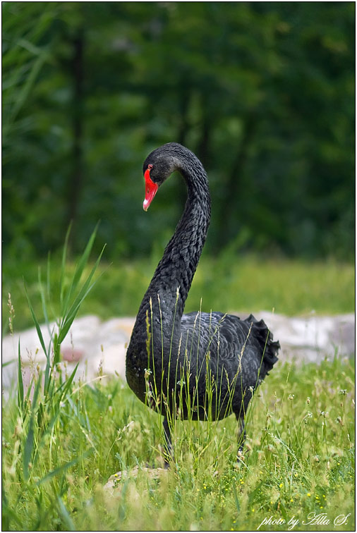 photo "***" tags: nature, wild animals