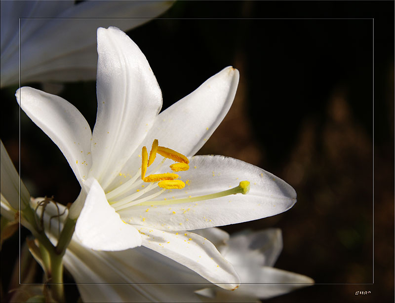 фото "просто лилия" метки: природа, макро и крупный план, цветы