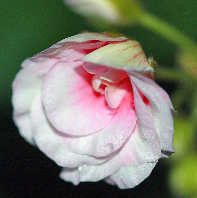 photo "***" tags: nature, reporting, flowers